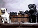 Woman celebrates her dog's pregnancy and new pups with a hilarious photo series 