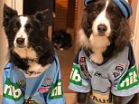 NSW Origin team breaks with tradition to walk with fans into ANZ Stadium