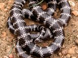 New breed of extremely venomous snake called the bandy-bandy is discovered by accident in Australia