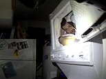 Suspect tries to fool Washington cops by hiding in a dryer