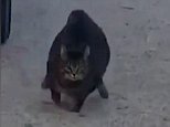 Canadian fat cat runs towards its delighted owner