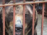 Riku the bear, who spent 17 years in captivity, flown from Japan to UK after 18-month rescue mission
