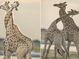 Amazing pictures capture two giraffes taking swings at each other during feisty battle in Namibia
