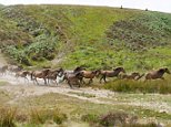 Huge herd of wild ponies thunder down a hillside as they are moved across Exmoor 