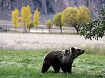 Judge halts Saturday's grizzly hunts in Wyoming, Idaho
