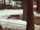 US rejects request for information on Idaho wolf attacks
