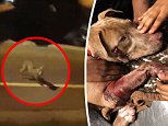 'I want justice for my dog': Body cam shows shocking moment cop shoots pit bull in FACE and CHEST