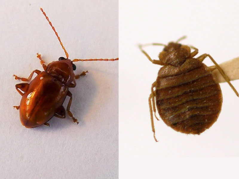 Bed Bugs Aren’t In The News Anymore – Why Is That?