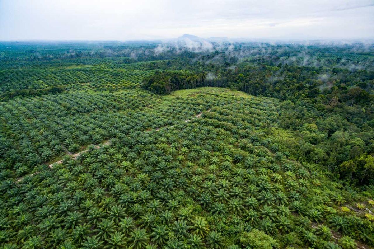 Is There a REDD Solution to the Palm Oil Problem?